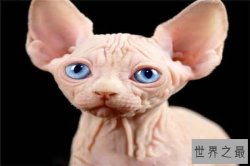 世界十大最奇异的猫：波斯猫颜值高 泰国“白色宝石”上榜