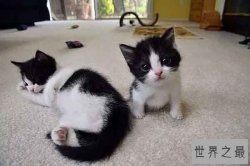 世界上最小猫排行:锈斑豹猫反差萌 东方短毛猫上榜