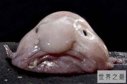 世界上最稀奇的十种生物：梦海鼠上榜 海洋里奇特的生物最多