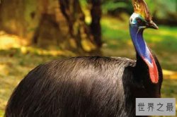 世界上最危险的10种鸟:银鸥上榜 鹤鸵最可怕