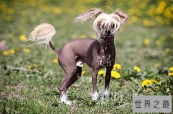 世界上最奇特的狗品种：马地犬上榜  无毛犬品种最好打理
