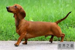 世界上最难训练的十大狗品种：吉娃娃上榜 哈士奇神经质