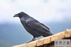 世界上最聪明的十种鸟：鸦科动物最聪明 喜鹊上榜