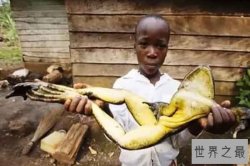 世界上最大的蛙：巨雨滨蛙上榜 非洲巨蛙是现有最大的蛙类