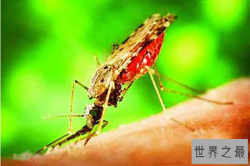 世界上十大最危险的动物：漏斗形蜘蛛上榜最危险的是蚊子