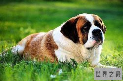 世界十大最粘人的狗 圣伯纳犬依赖人纽芬兰犬性格温和