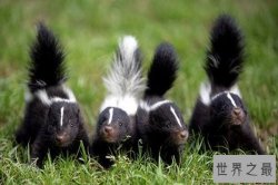 世界十大最臭的动物 抹香鲸会分泌恶臭物质臭鼬气味传播远