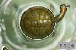 十大最恐怖远古昆虫 奇角兽与智利龙均上榜处于食物链顶端