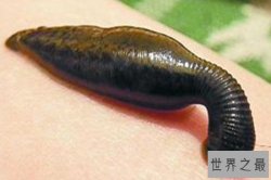 全球十大最恐怖嗜血动物 蚂蟥能够把人血吸干