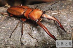 世界上最值钱的昆虫排行:蟋蟀竟上榜，第2世上最美蝴蝶