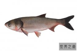 世界五大最脏的鱼 鲶鱼有着“垃圾鱼”的称号