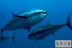 世界上十大最贵海鱼 蓝鳍金枪鱼的价格能在北京买一套房