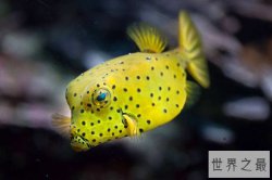 世界七大最萌的鱼 五脚虎像一个行走的表情包翻车鱼体型大