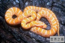 适合新手养的十种蛇：绿锦蛇上榜 玉米蛇最可爱