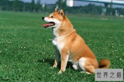 护主人最忠诚的狗排名：圣伯纳犬上榜中华田园犬最护主