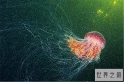 海洋10大巨型生物排行榜 狮鬃水母很长，最后一名攻击力超强