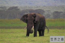 地球陆地10大巨型生物排行榜 非洲象最重，最后一名很恐怖