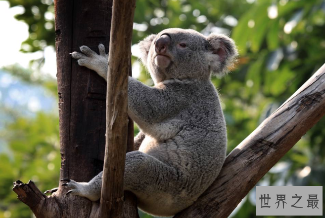 全球最呆萌动物排行榜 大熊猫只能排第三，第一名为动漫角色