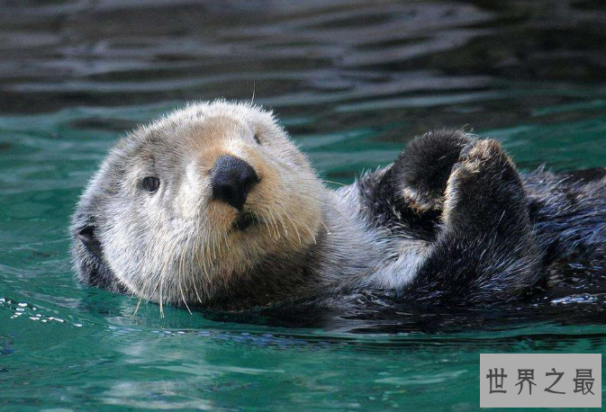 全球最呆萌动物排行榜 大熊猫只能排第三，第一名为动漫角色