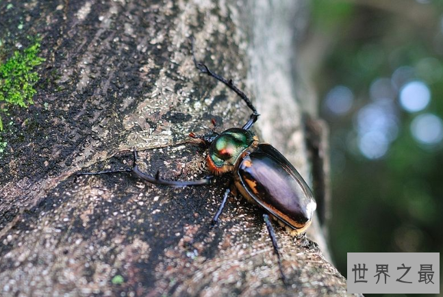 全球十大珍稀昆虫排行榜 第二名已经灭绝，第九名为蝴蝶