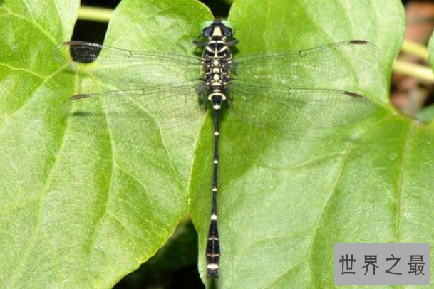 全球十大珍稀昆虫排行榜 第二名已经灭绝，第九名为蝴蝶