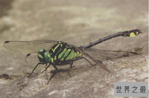 全球十大珍稀昆虫排行榜 第二名已经灭绝，第九名为蝴蝶