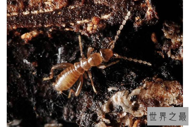 全球十大珍稀昆虫排行榜 第二名已经灭绝，第九名为蝴蝶