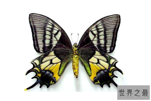 全球十大珍稀昆虫排行榜 第二名已经灭绝，第九名为蝴蝶