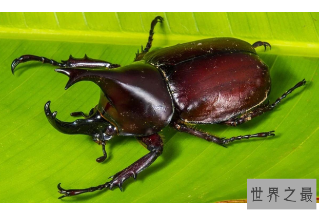 全球十大珍稀昆虫排行榜 第二名已经灭绝，第九名为蝴蝶