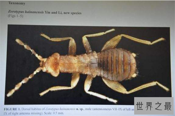 全球十大珍稀昆虫排行榜 第二名已经灭绝，第九名为蝴蝶