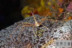 世界十大最奇怪的螃蟹 人面螃蟹外表形似人脸相当特别