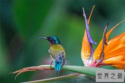 世界十大最奇特的鸟 加州秃鹰以尸体为食物令人恐惧