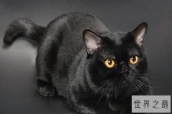 世界十大最不掉毛的猫 斯芬克斯猫是猫毛过敏者的首选