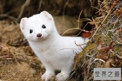 世界十大最可怕宠物 雪貂攻击性极强曾吃掉儿童手指