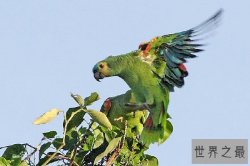 世界六大珍稀野生鹦鹉 蓝喉金刚鹦鹉数量少需人工喂养繁殖