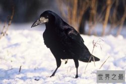 世界十大智商最高鸟类 渡鸦能够准确模仿不同发声