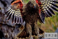 世界八大智商最高鹦鹉 非洲灰鹦鹉终生都在积累词汇量