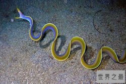 世界十大怪异的海洋生物 五彩鳗外表绚丽雌雄同体