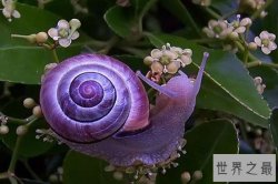 世界十大奇特紫色动物 紫色海蜗牛善于伪装性别会变化