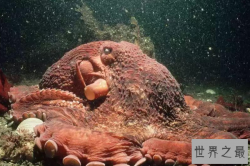 世界十大高智商动物 边牧上榜第一和人类有血缘关系