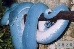 世界十大最美的蛇 蓝血蟒的外表是特殊蓝色阳光下发光
