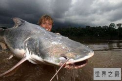 最凶猛的淡水鱼top10 六须鲇性格凶猛能够生吃人类