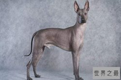 世界上十大最丑的狗 墨西哥无毛犬腿细短皮肤皱巴