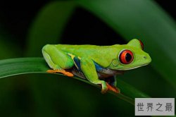 世界十大宠物蛙 红眼树蛙有着独有的红色眼睛很是奇特