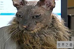 世界上最丑的猫排行：奶牛猫上榜第一丑猫丑到惊人