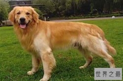 世界上十大最友好的狗狗排名：巴哥犬上榜金毛犬最受喜爱