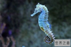世界十大最慢的动物 海马每秒0.04厘米排在第一
