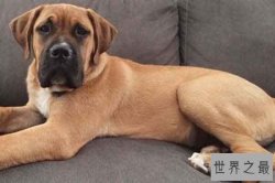 世界上十大最勇敢的狗狗 斗牛獒意志坚定勇敢而活跃