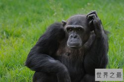 十种世界上最聪明的动物：黑猩猩第一第二人类朋友