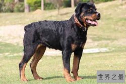 世界上十大最危险的狗:藏獒上榜 纽伯利顿犬土佐犬凶残